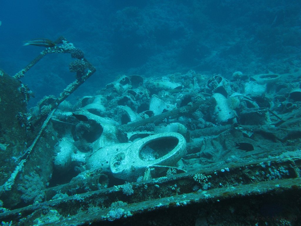 2008 Shark reef - Yolanda Reef -7_pt.JPG